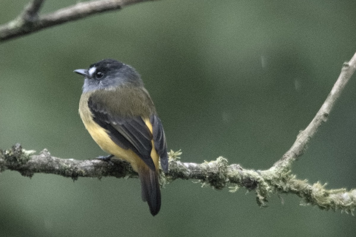 Ornate Flycatcher - ML645129270
