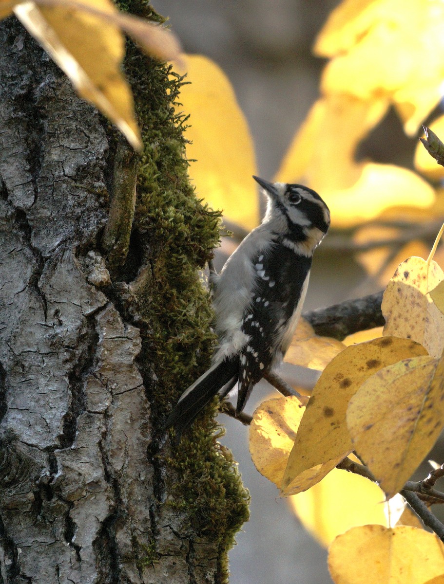 Downy Woodpecker (Pacific) - ML645129274