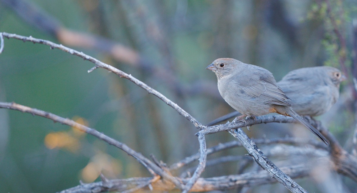 Canyon Towhee - ML645129275