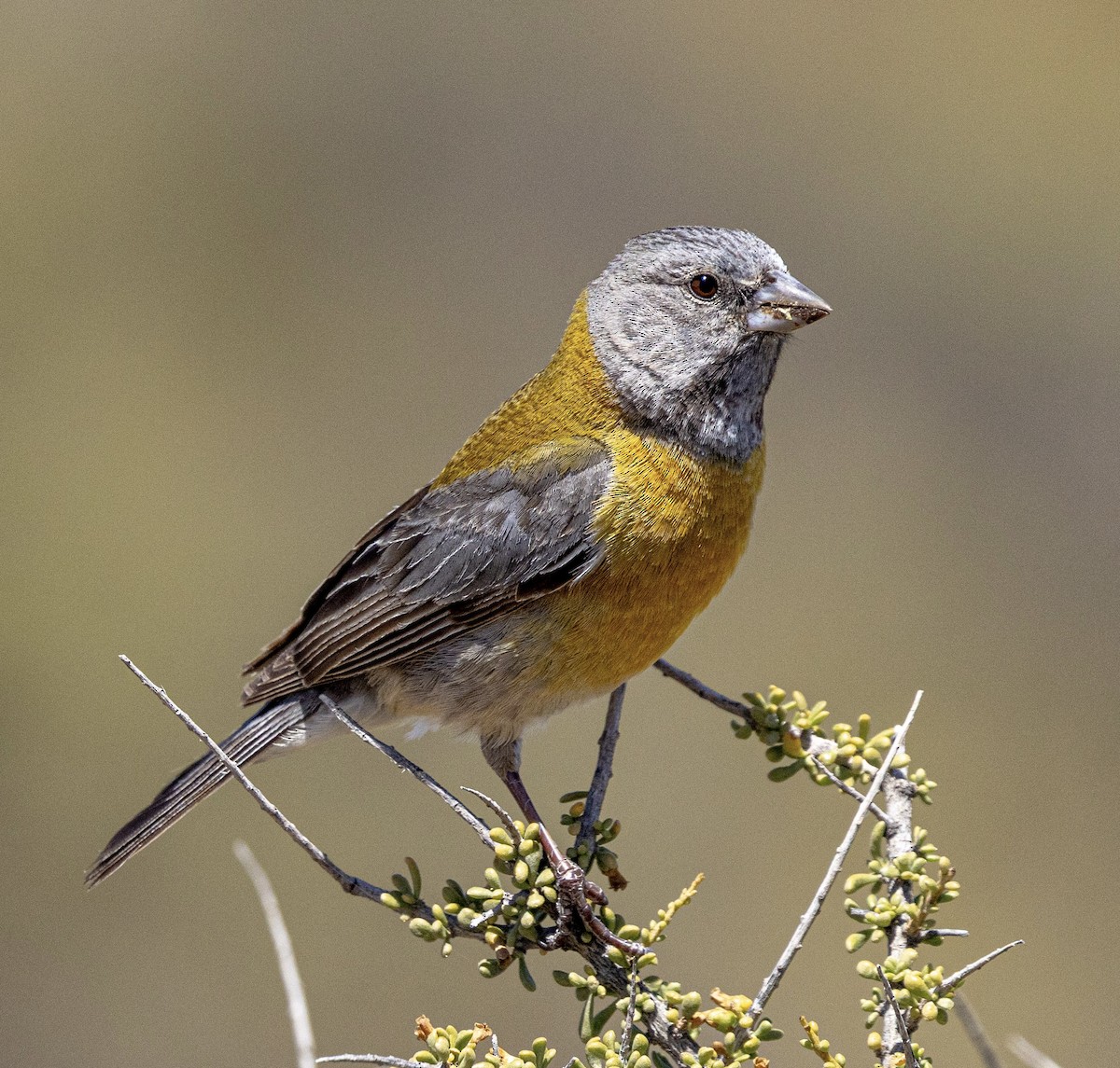 Gray-hooded Sierra Finch - ML645129276