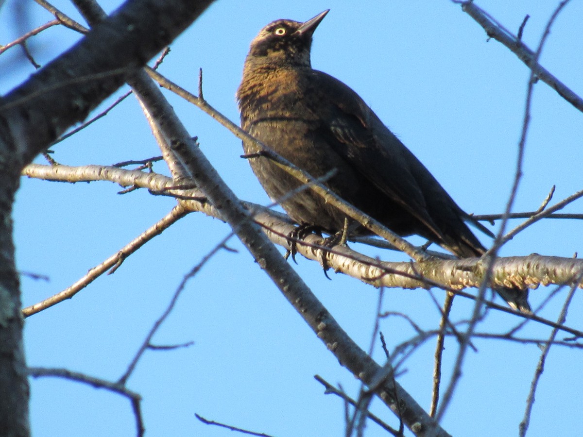 Rusty Blackbird - ML645129277