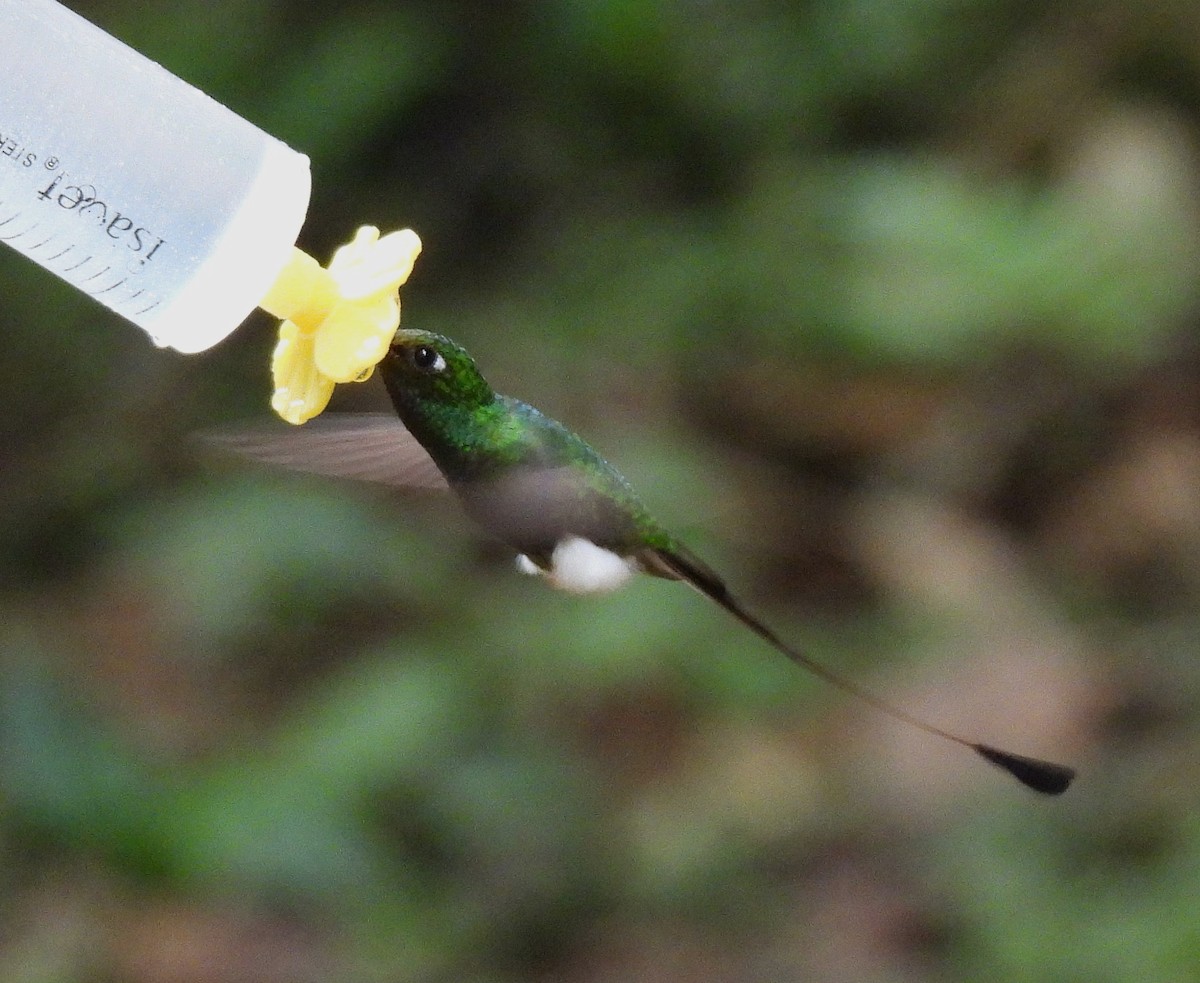 White-booted Racket-tail - ML645129278