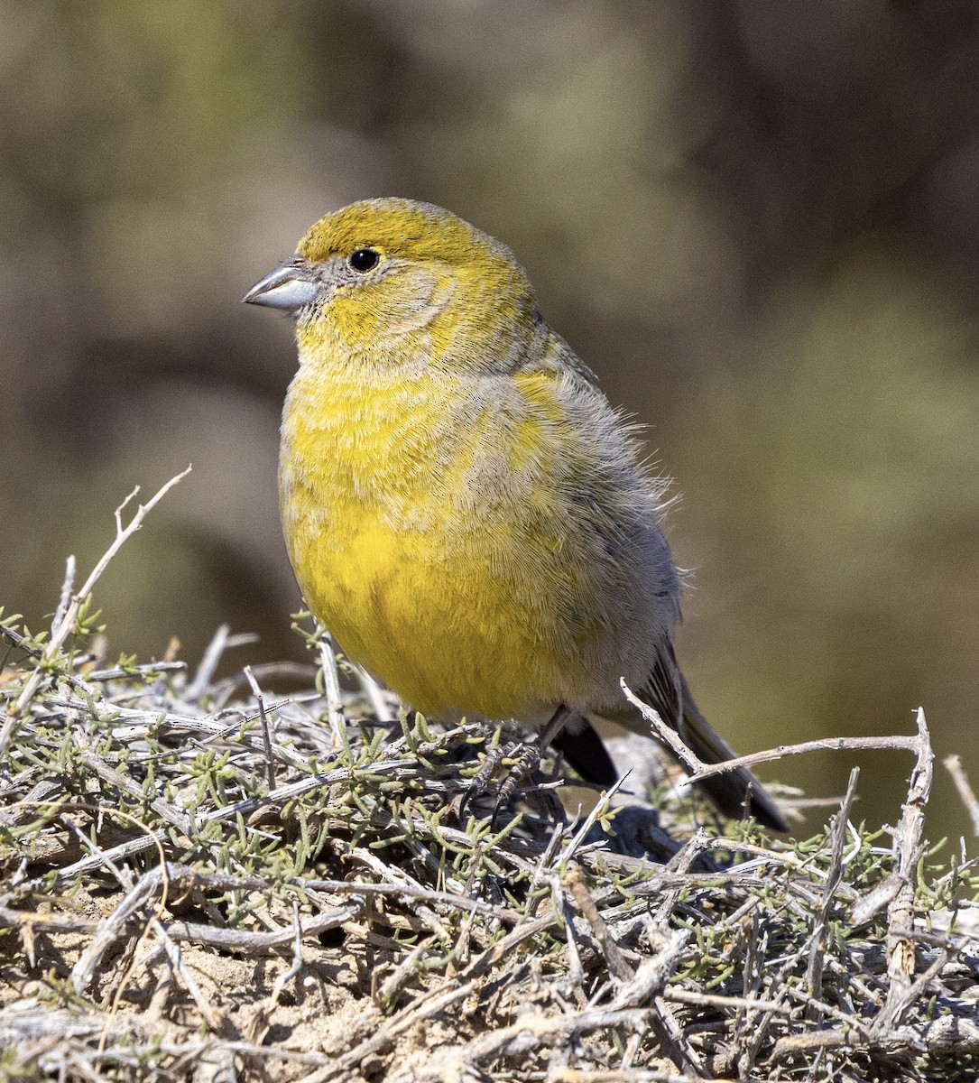 Patagonian Yellow-Finch - ML645129287