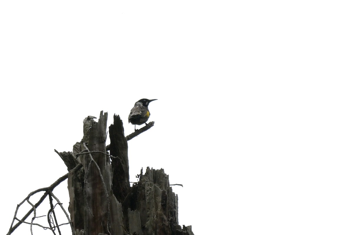 New Holland Honeyeater - ML645129288