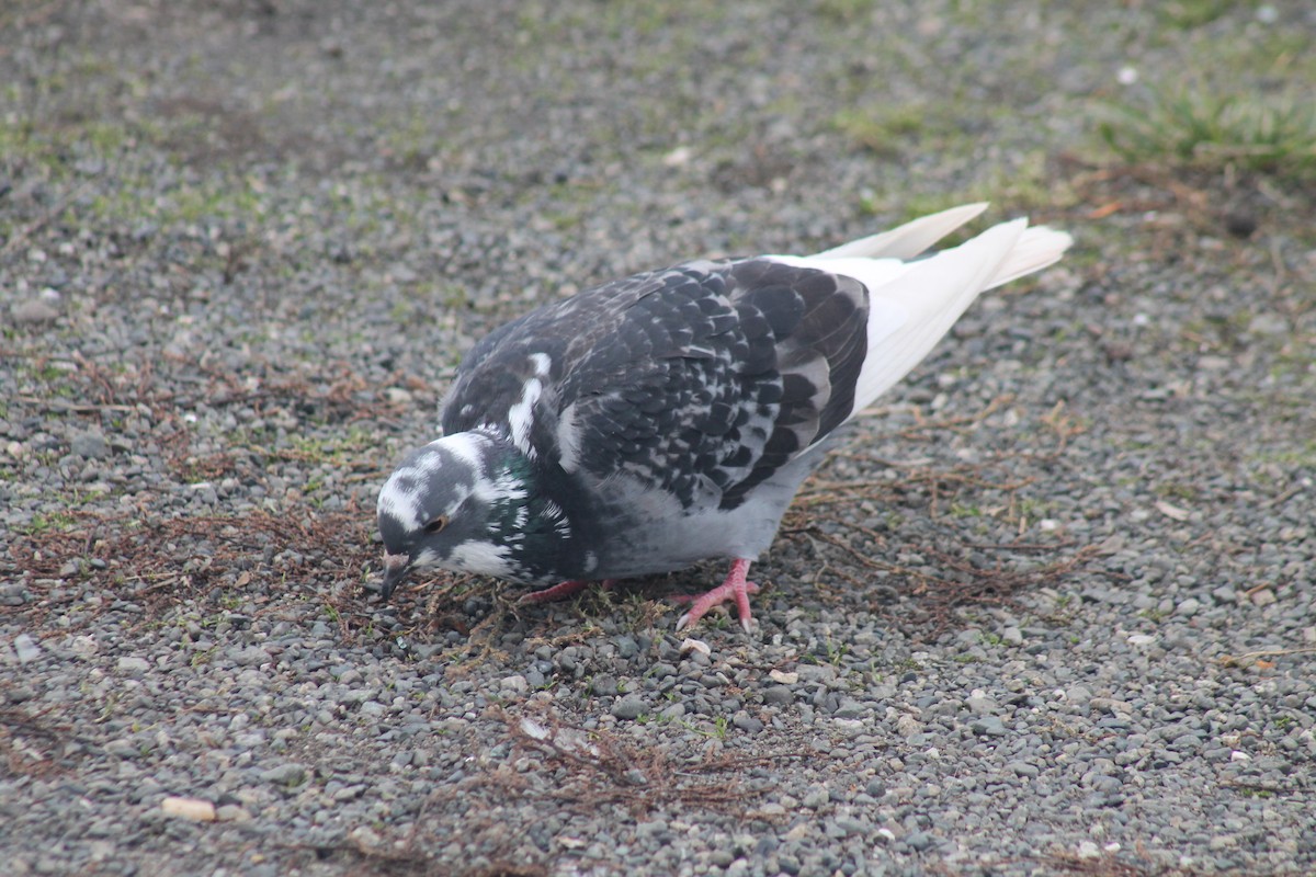 野鴿(野化) - ML645129289