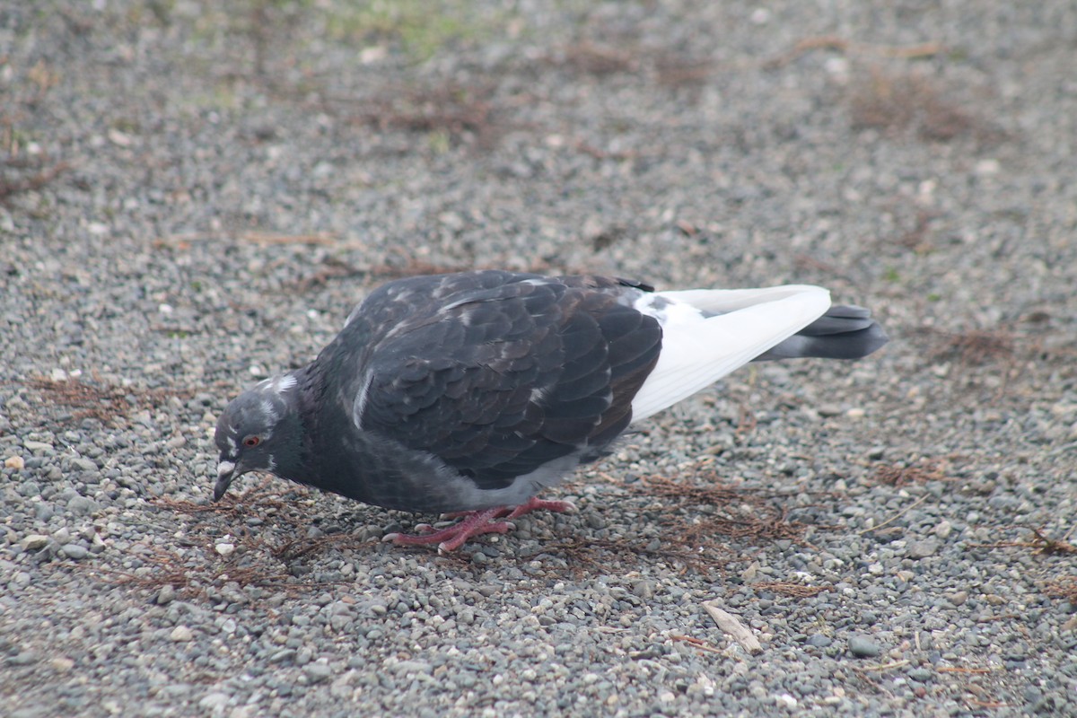 野鴿(野化) - ML645129290