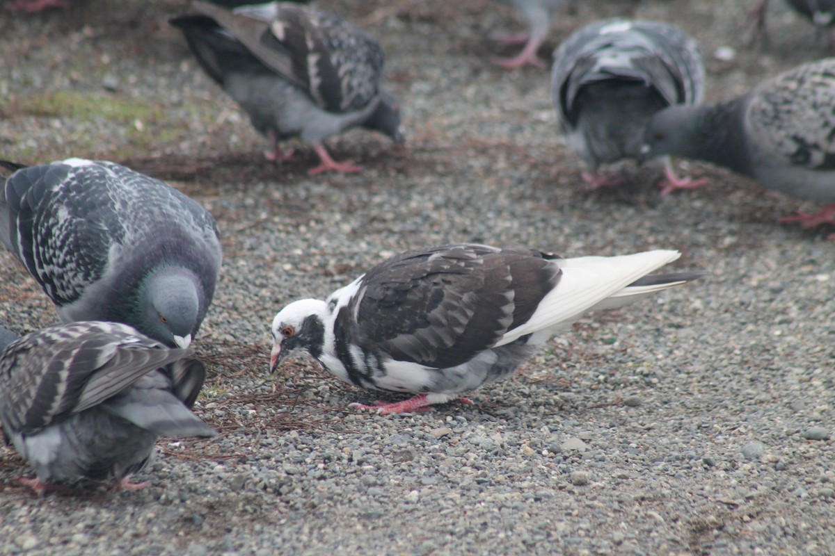 野鴿(野化) - ML645129291