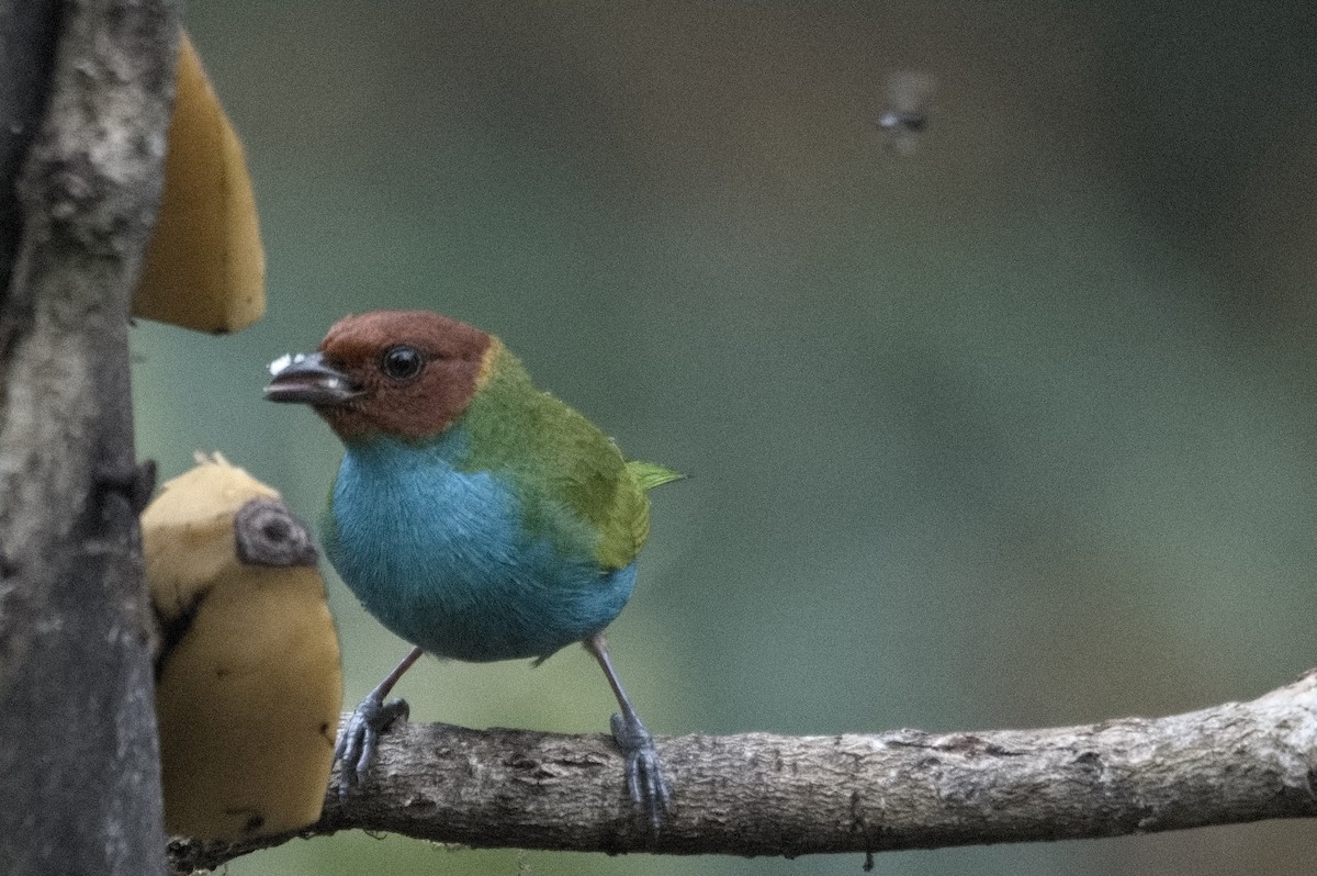 Bay-headed Tanager - ML645129292