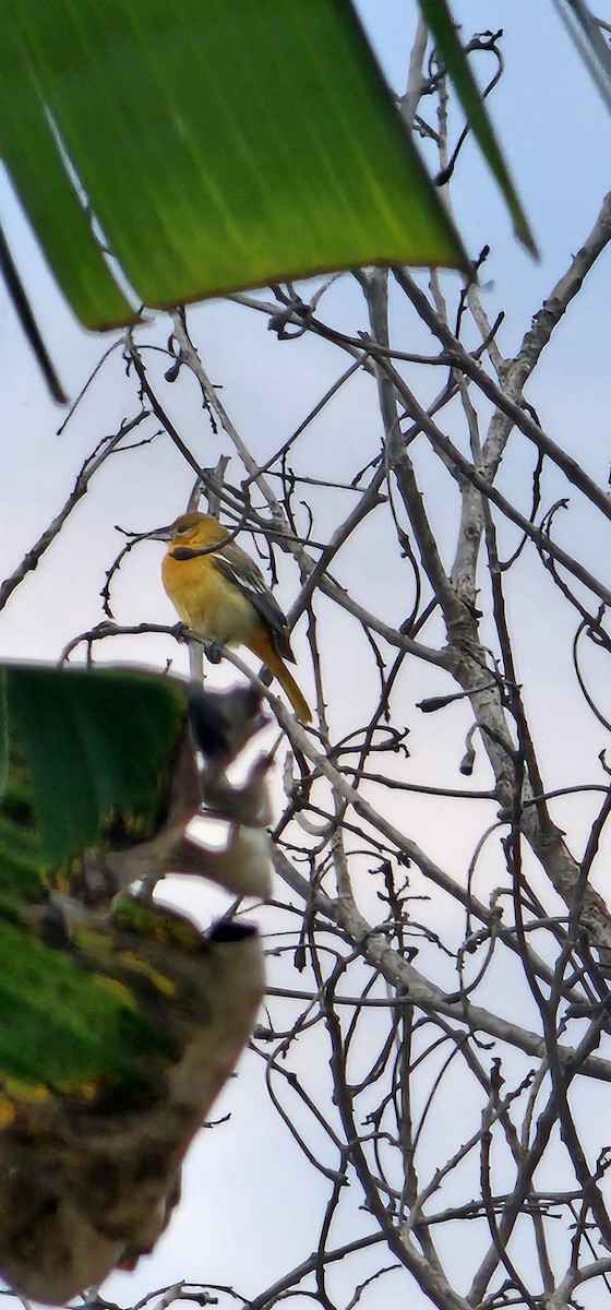 Baltimore Oriole - ML645129294