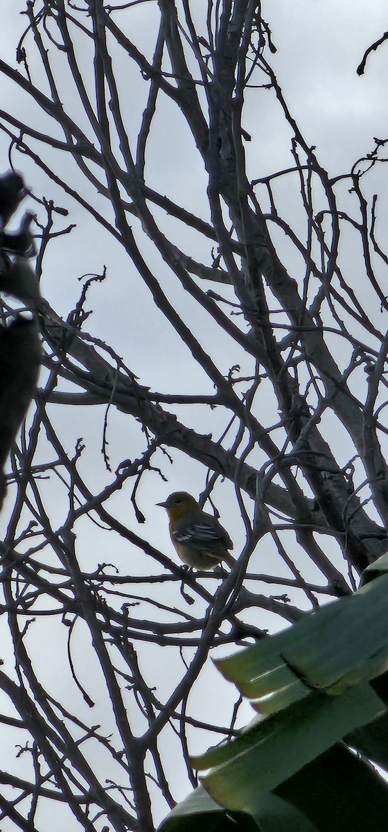 Baltimore Oriole - ML645129295