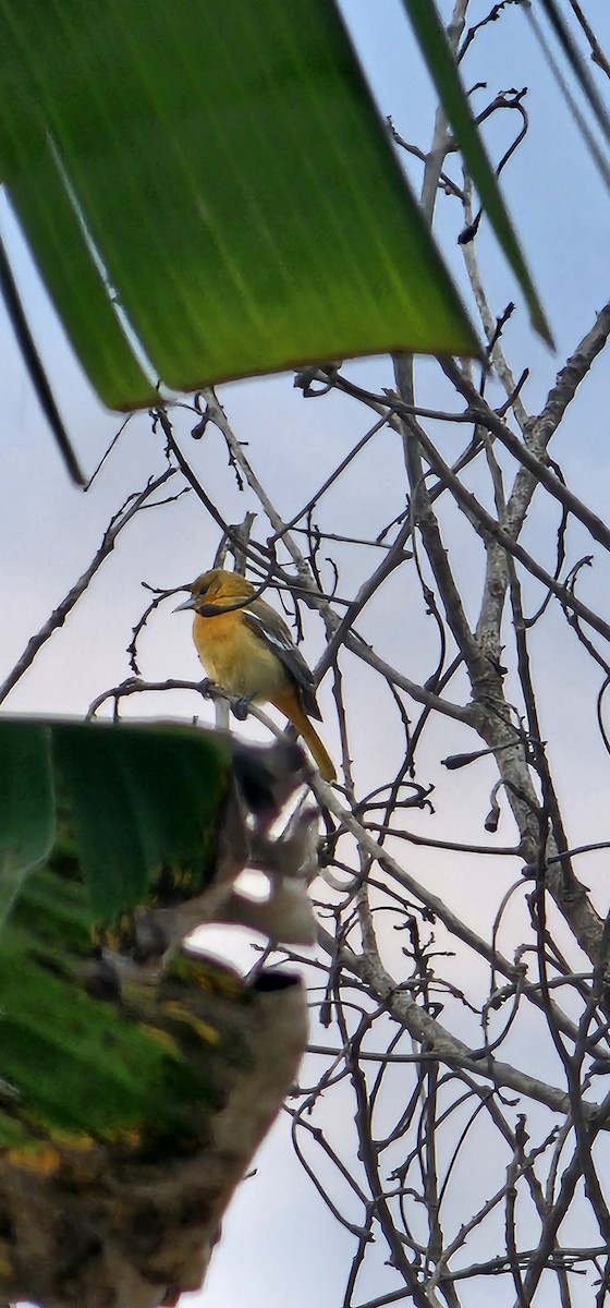 Baltimore Oriole - ML645129296