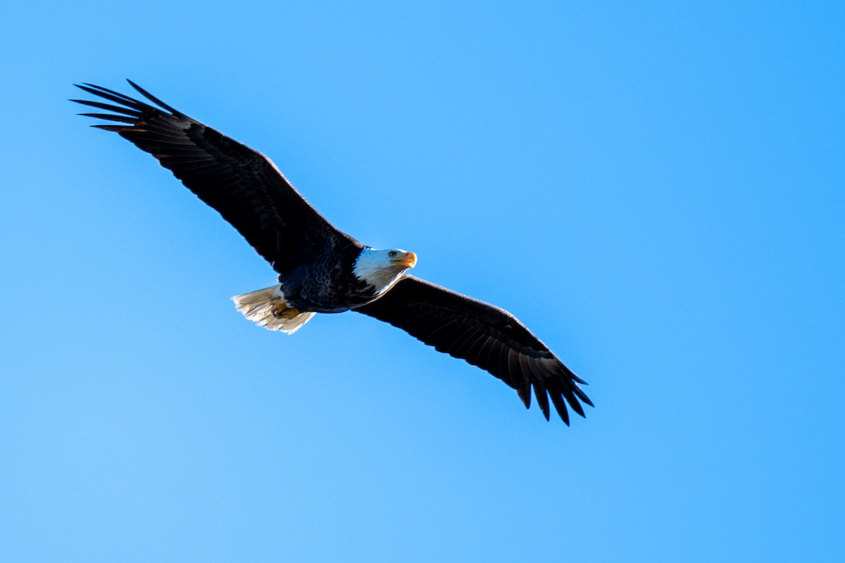 Bald Eagle - ML645129297