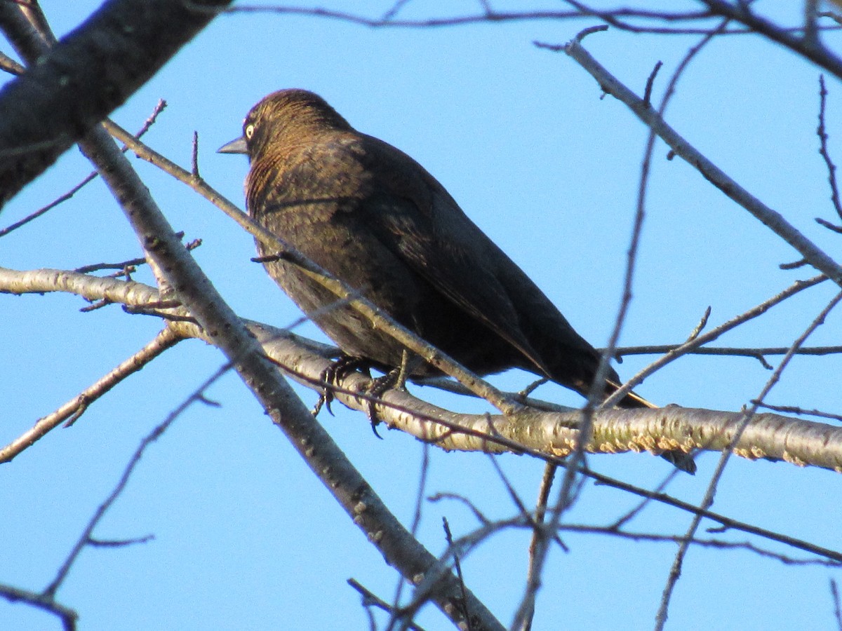 Rusty Blackbird - ML645129298