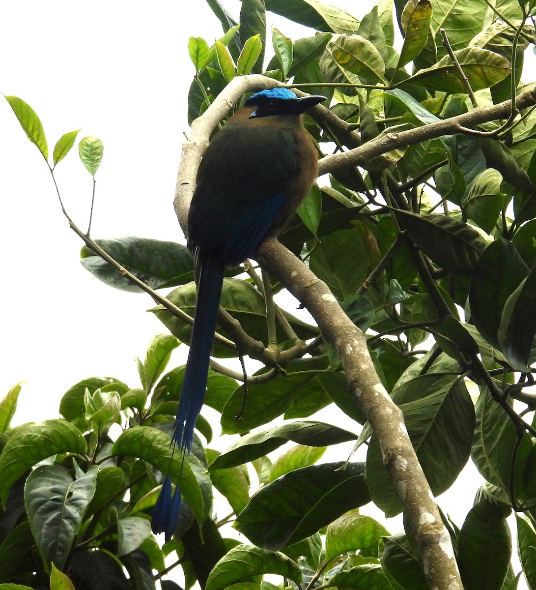 Andean Motmot - ML645129299