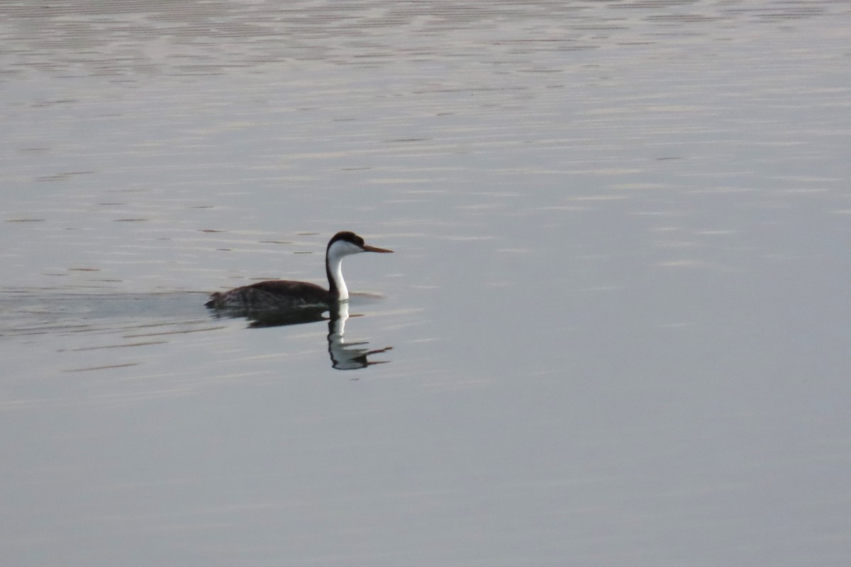 Western Grebe - ML645129300