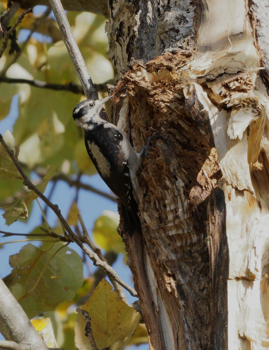Hairy Woodpecker (Pacific) - ML645129301