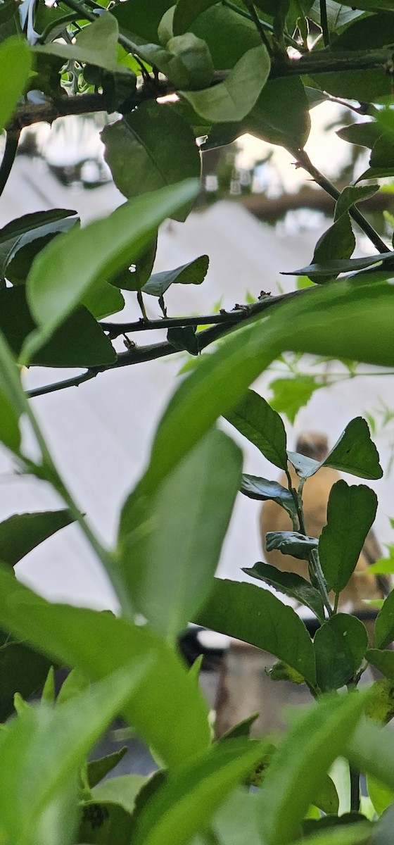 Clay-colored Thrush - ML645129302