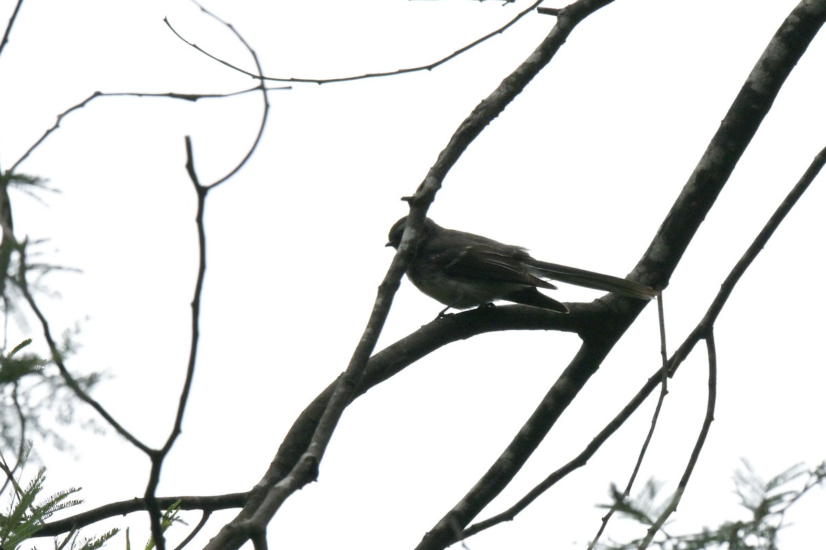 Gray Fantail - ML645129303