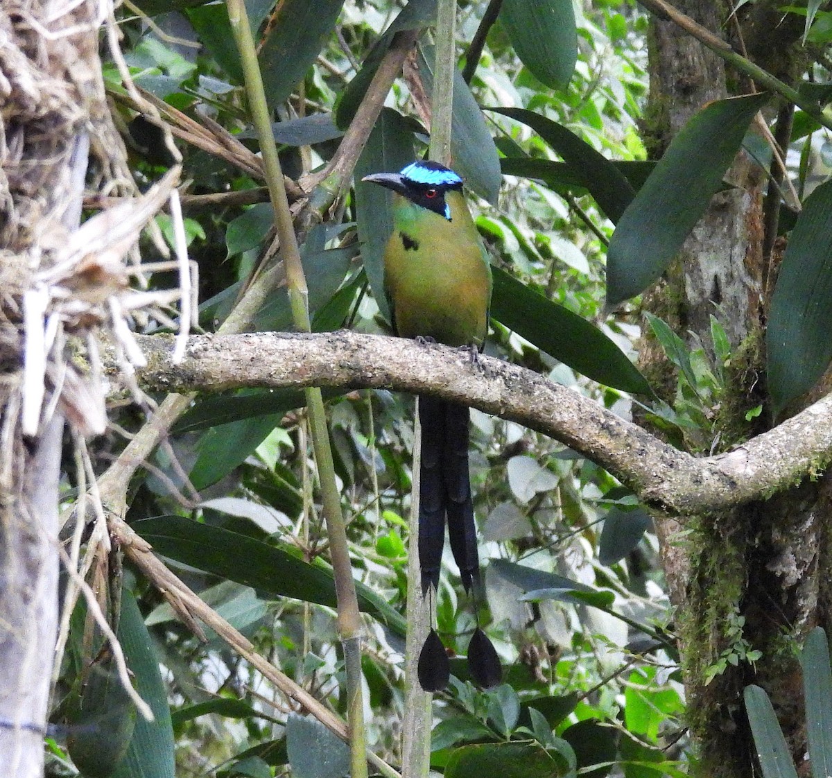 Andean Motmot - ML645129304