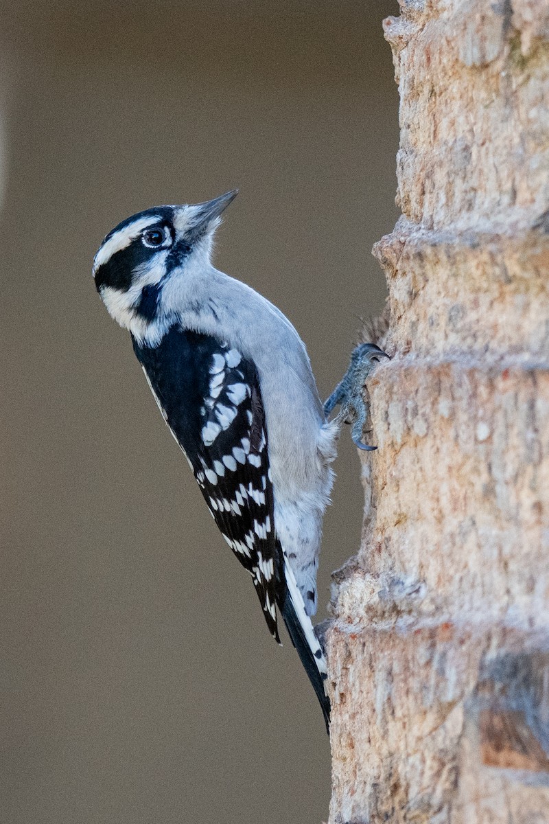 Downy Woodpecker - ML645129305