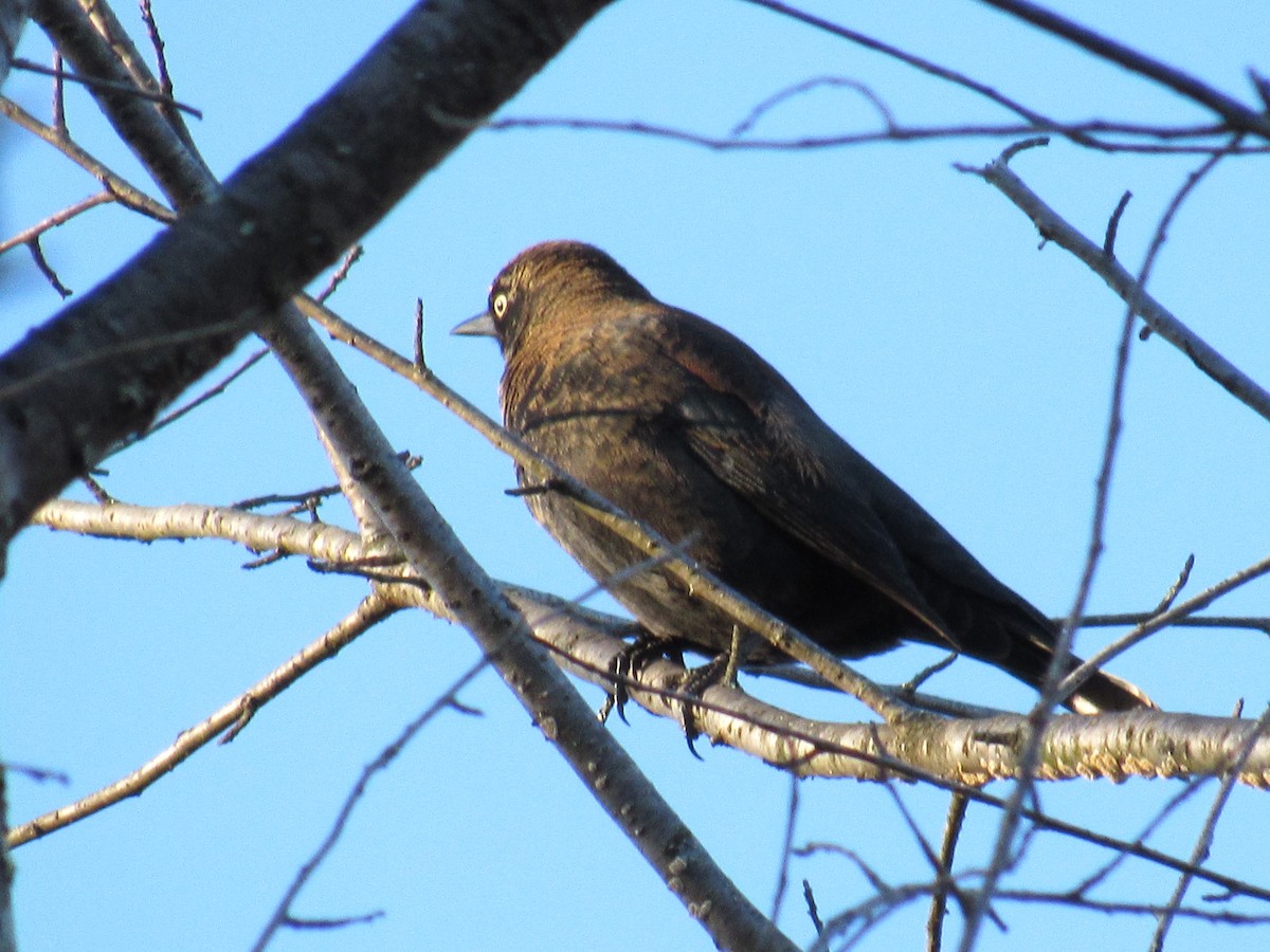 Rusty Blackbird - ML645129306