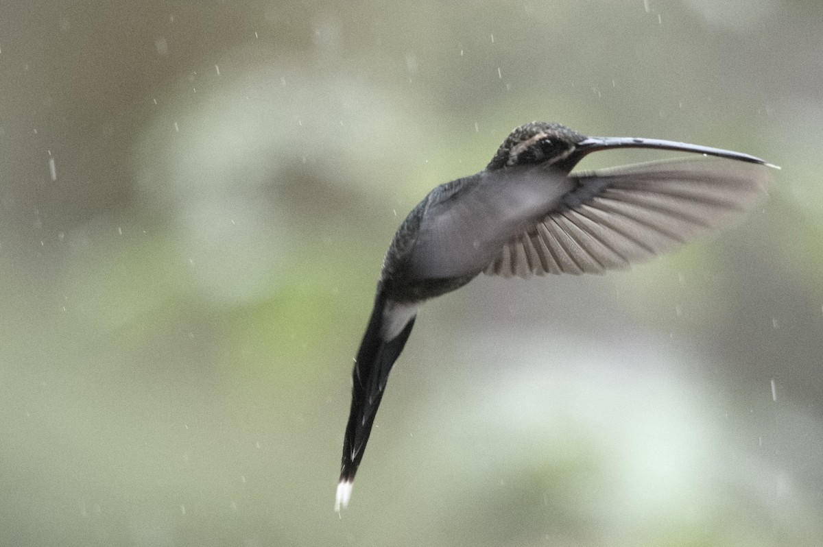 White-whiskered Hermit - ML645129308