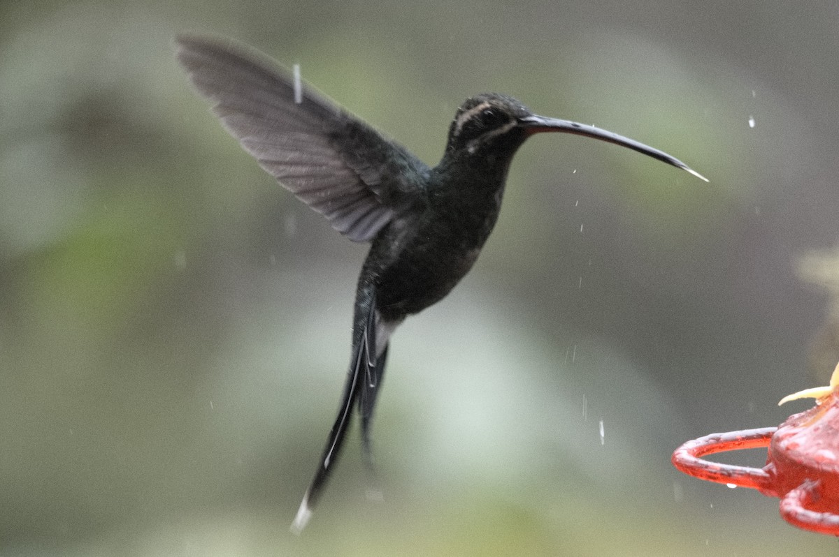 White-whiskered Hermit - ML645129309