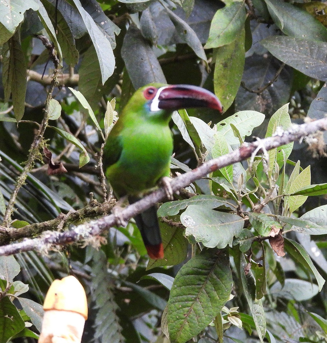 Crimson-rumped Toucanet - ML645129310