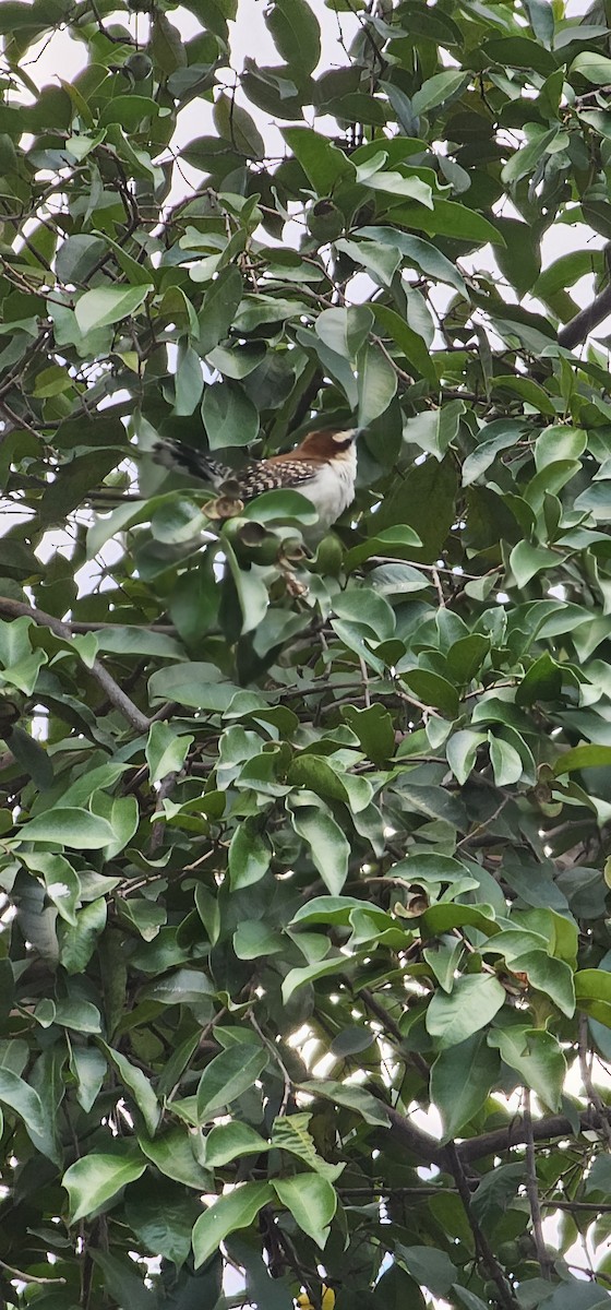 Rufous-backed Wren - ML645129311