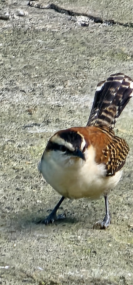 Rufous-backed Wren - ML645129312