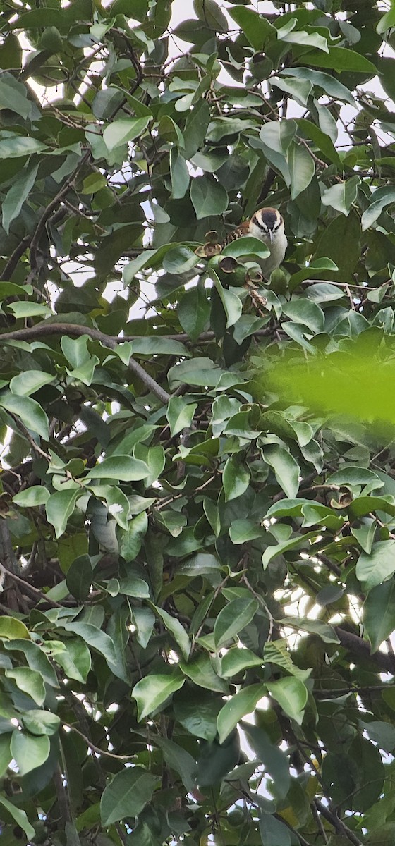 Rufous-backed Wren - ML645129313