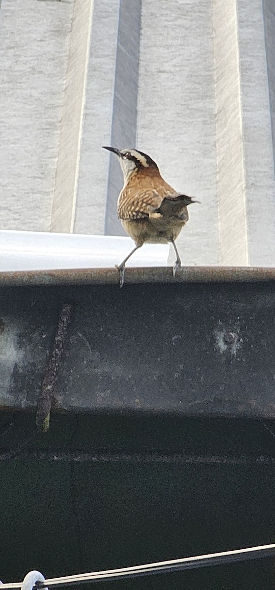 Rufous-backed Wren - ML645129314