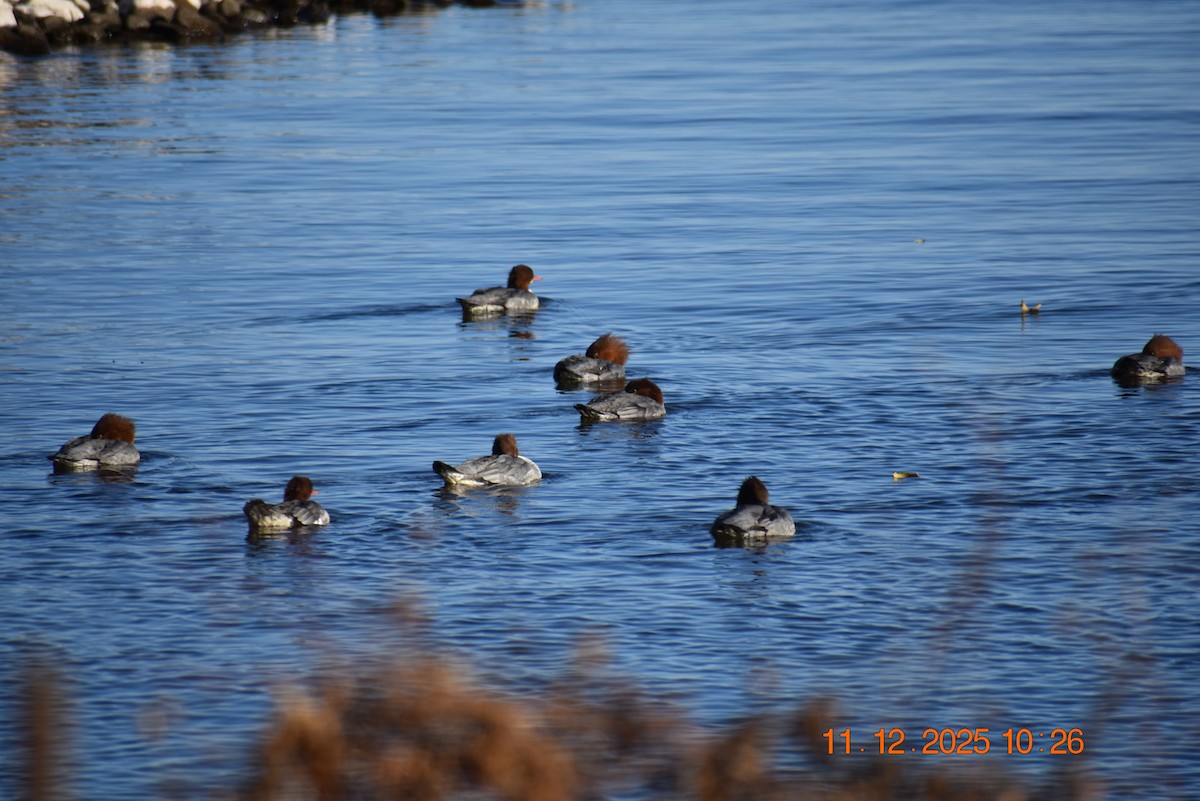 Common Merganser - ML645129320