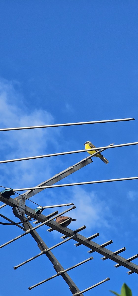 Sosyal Tiran - ML645129327