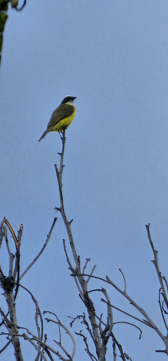 Sosyal Tiran - ML645129328