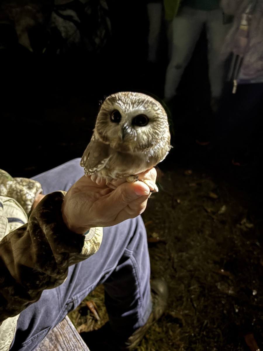 Northern Saw-whet Owl - ML645129337