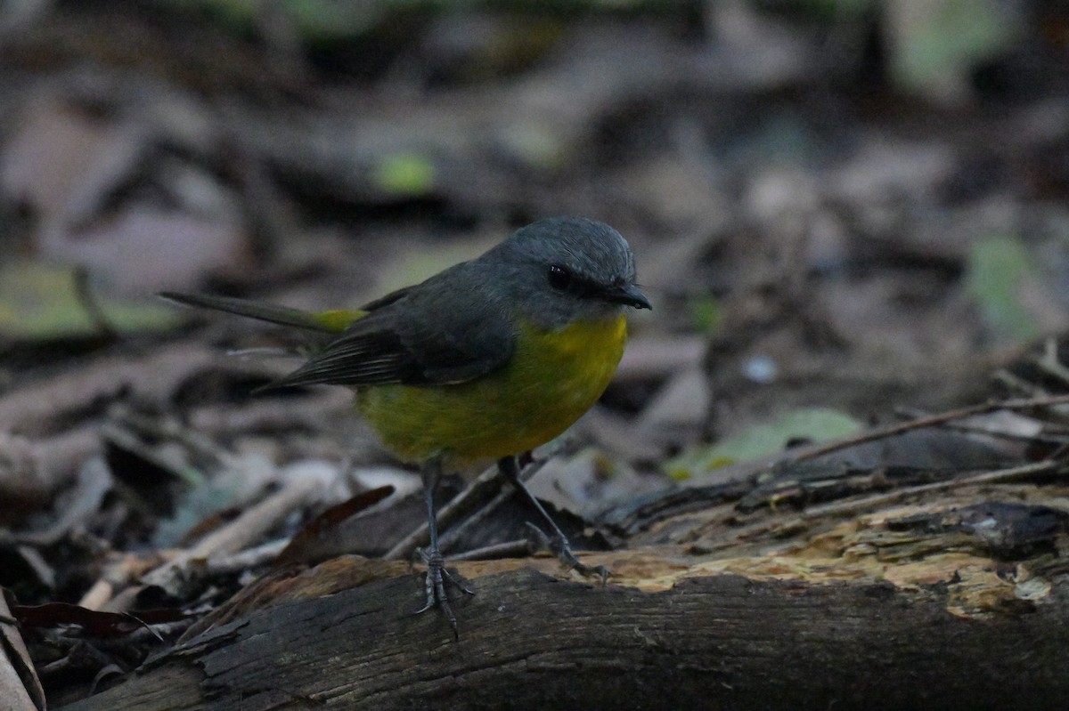 Eastern Yellow Robin - ML645129359