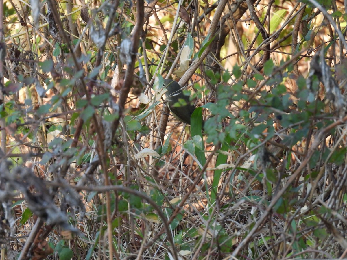 Рыжешапочная древесница - ML645129365