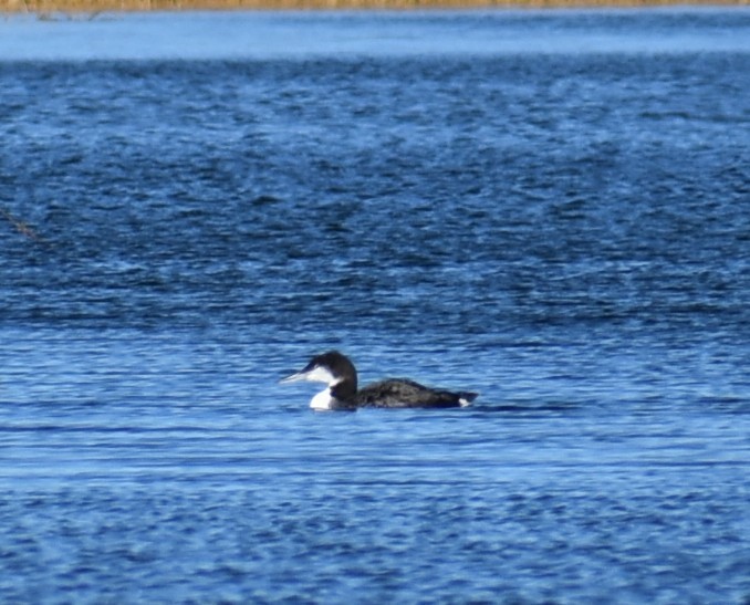 Common Loon - ML645129367