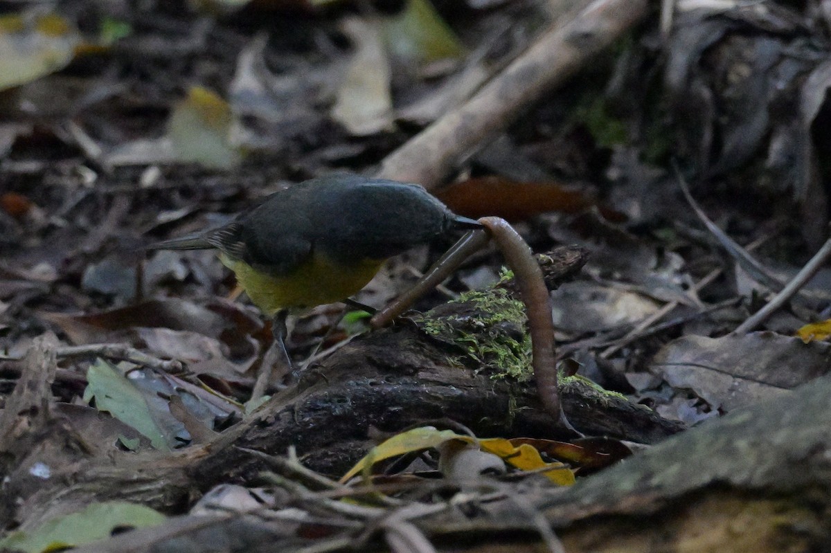 Eastern Yellow Robin - ML645129376