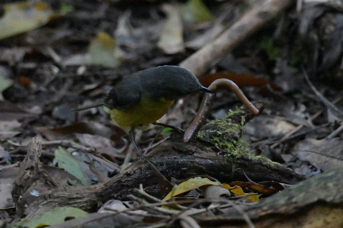Eastern Yellow Robin - ML645129377