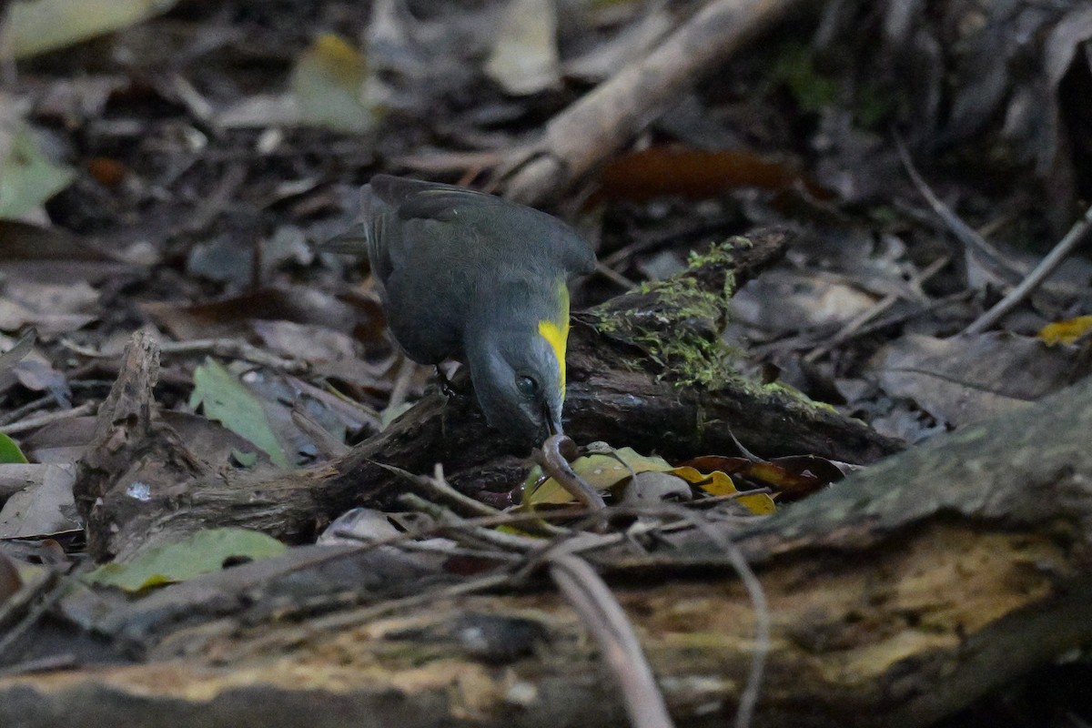 Eastern Yellow Robin - ML645129378