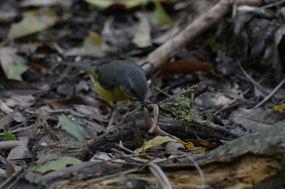 Eastern Yellow Robin - ML645129379