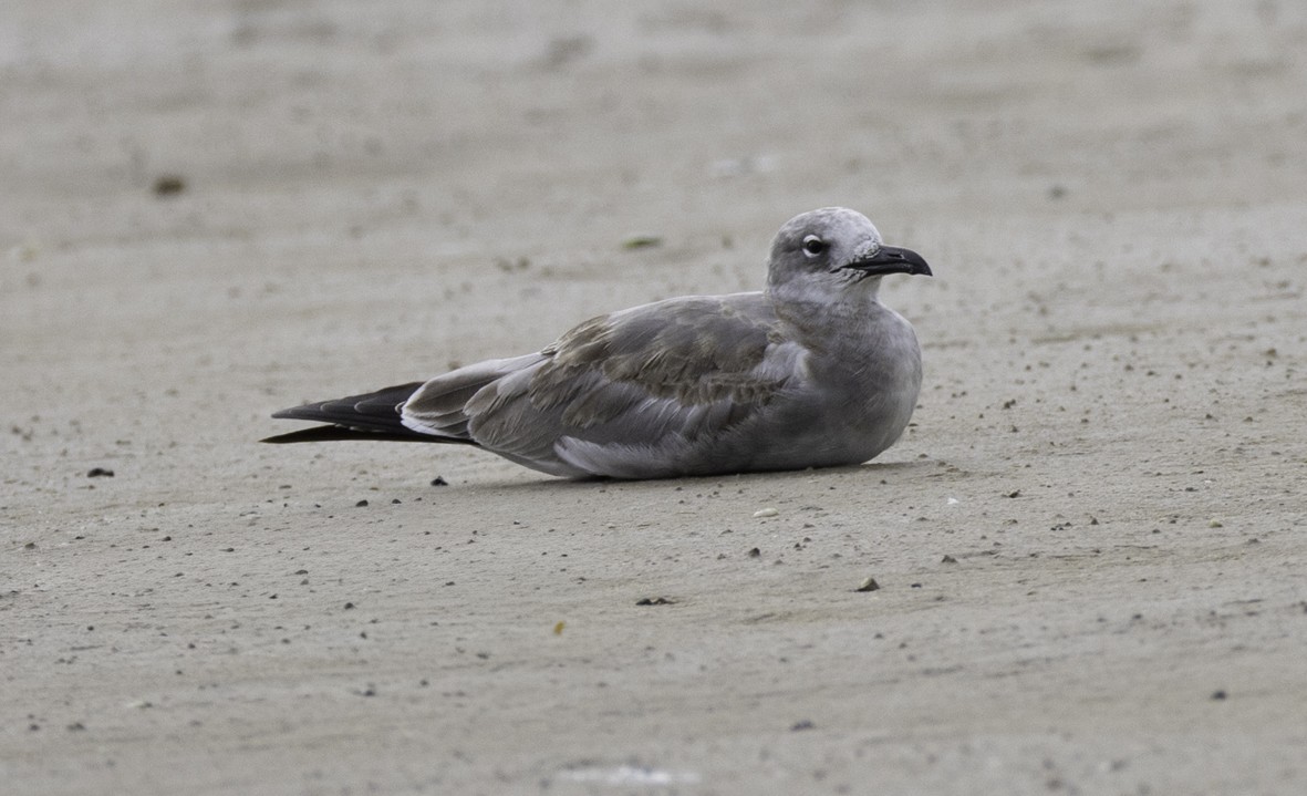 ワライカモメ - ML645129384