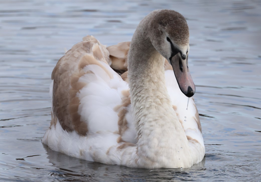 Лебідь-шипун - ML645129385