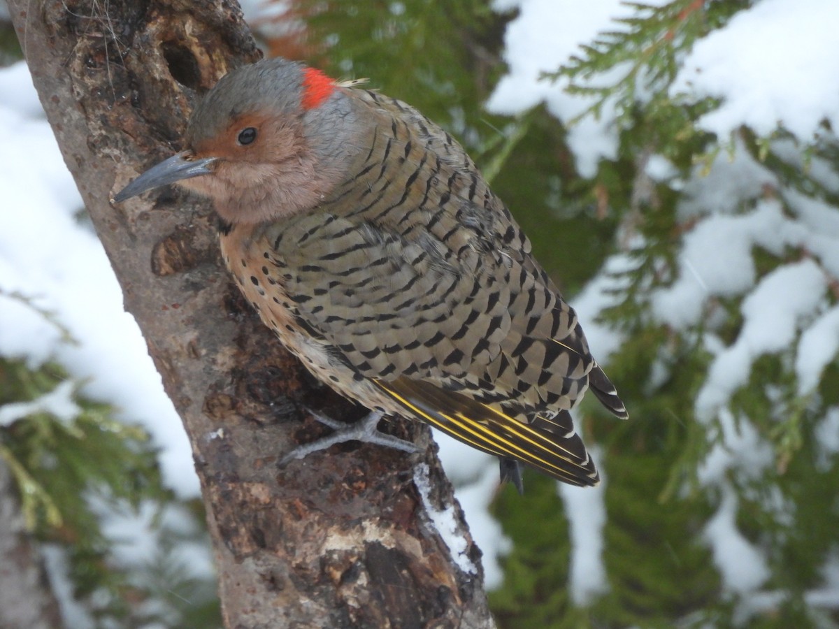 Northern Flicker - ML645129387