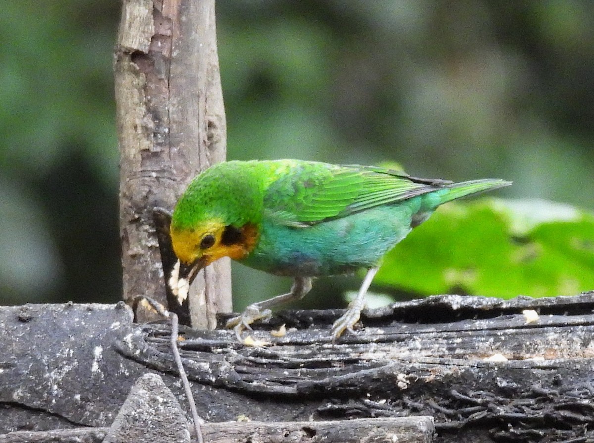 Multicolored Tanager - ML645129390