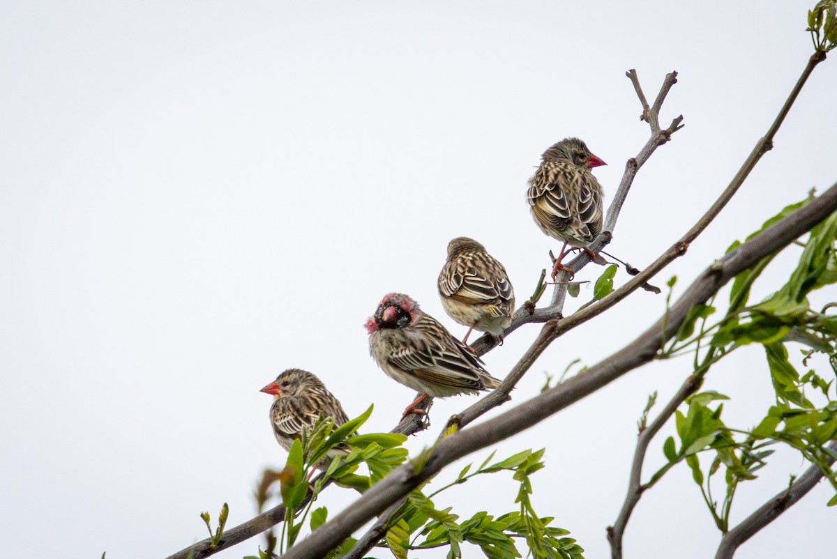 Red-billed Quelea - ML645129397