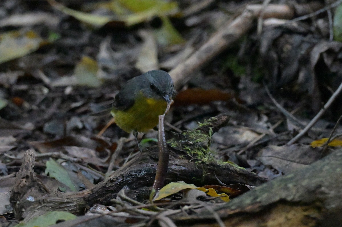 Eastern Yellow Robin - ML645129399