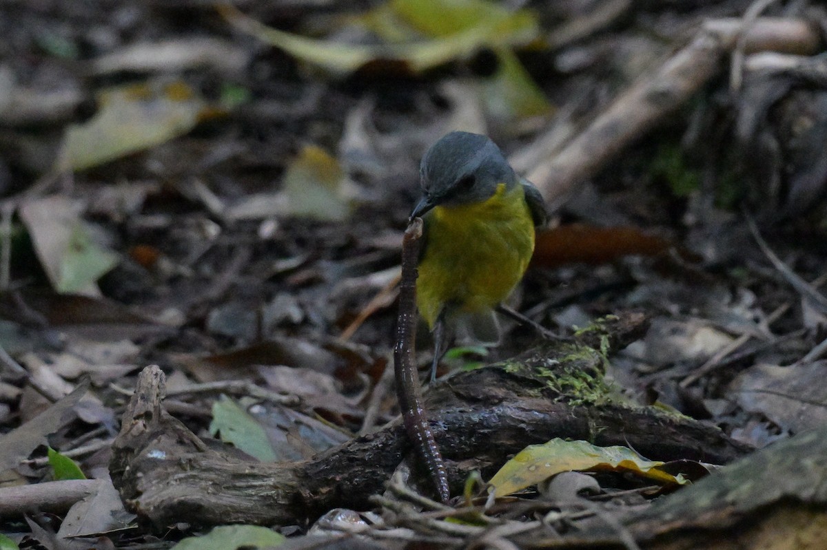 Eastern Yellow Robin - ML645129404